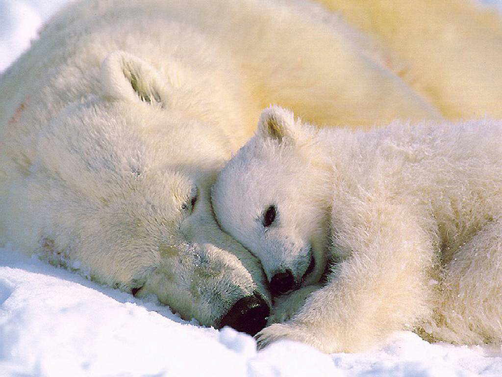 bear_001.jpg