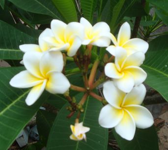 magnoliya1.jpg